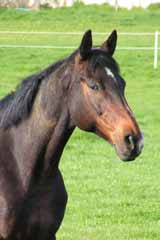 Photo questre cheval d'aprs laquelle portrait animalier command